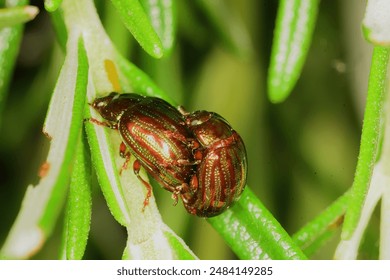 Macro image created with artificial light of a pair of Chrysolina Americana during the reproduction phase, common name rosemary beetle, is a species of beetle belonging to the family Chrysomelidae.