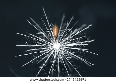 Macro image of a dandelion seed                               