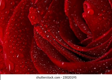 Macro image of dark red rose with water droplets. Extreme close-up .