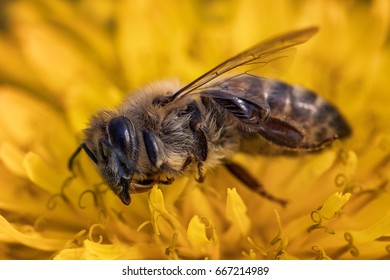 Macro image of a dead bee on a flower from a hive in decline, plagued by the Colony collapse disorder and other diseases