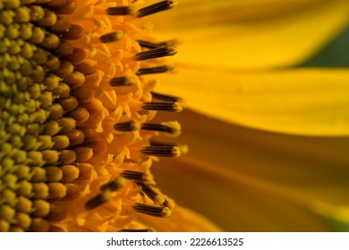 macro image, detail of sunflower blossom with closely discernable seeds and petals and pollen - Shutterstock ID 2226613525