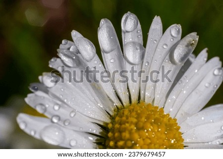 Macro image of dewy Daisy flower or Bellis perennis from Asteraceae family, close up of blooming spring meadow flowers.