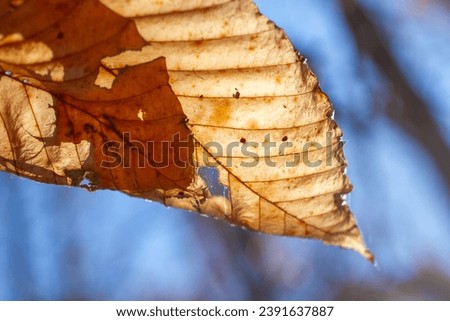 Macro image of dried crisp fall leaf on soft blue background. Spiderwebs highlight hole in autumn leaf