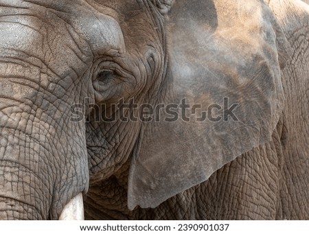 Macro image of an elephant with focus on the eye. Close-up of an elephant's eyes, ears, tusk
