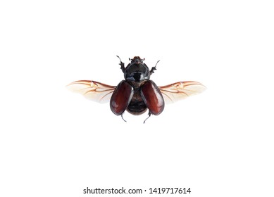 Macro image of a European rhinoceros beetle insect (Oryctes nasicornis) with spread wings in high resolution