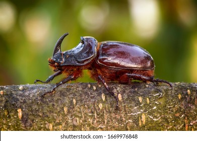 Macro image of European rhinoceros beetle which climbs the branches of a tree. Close up of a large beetle on a beautiful natural background.