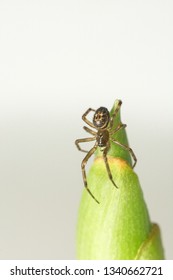 A Macro Image Of The False Black Widow Spider, Steatoda Nobilis Resting On A Developing Ginger Shoot In The UK In March.