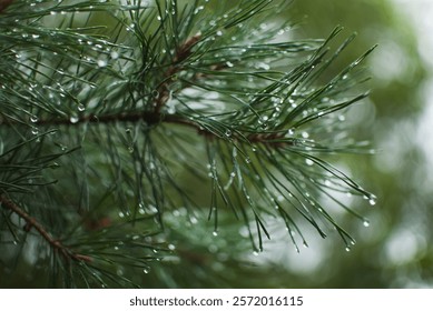 macro image features fresh pine needles adorned with crystalline raindrops. captures the beauty of nature, with each droplet catching the light and creating a shimmering effect