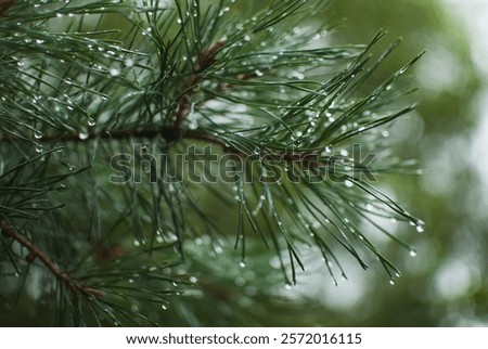 macro image features fresh pine needles adorned with crystalline raindrops. captures the beauty of nature, with each droplet catching the light and creating a shimmering effect