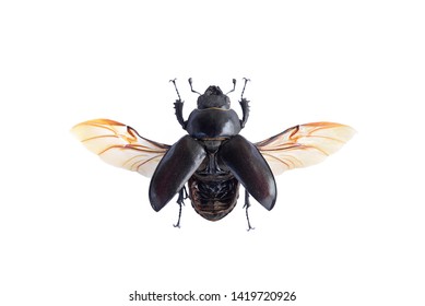 Macro Image Of A Female Stag Beetle Insect (Lucanus Cervus) With Spread Wings In High Resolution