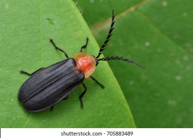 Macro Image Of A Firefly From Borneo, Pyrocoelia Opaca