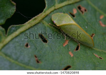 macro image of a Flat-headed Leafhopper