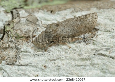 macro image of a Flat-headed Leafhopper 