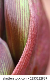 Macro image of a flower bud in Costa Rica - Shutterstock ID 2253222969