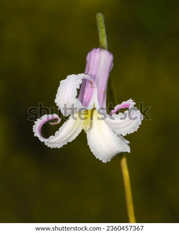 A macro image of the flower of Pine-hyacinth, Clematis baldwinii, a perennial wildflower endemic to Florida The frilly flower is actually four fused sepals in a bell shape that curl outward.  