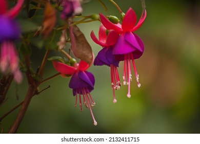 A macro image of the flowers of the Fuchsia plant - Shutterstock ID 2132411715