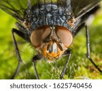 Macro image of a fly