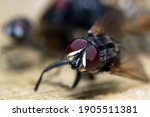 
Macro image of a fly