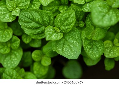 macro image of fresh mint leaves with water drops  - Powered by Shutterstock