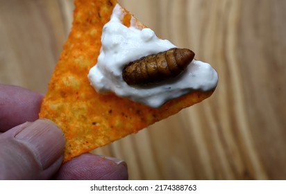 Macro Image Of A Fresh Roasted Worm On Spicy Corn Chip With  Ranch Dip.