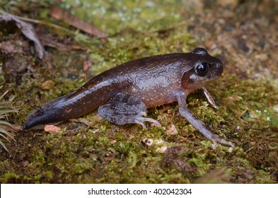 Macro Image Of A Froglet