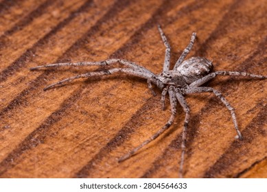 Macro image of a Gray Running Crab Spider, also known as Philodromus poecilus or Pearl Crab Spider, on warm-toned wooden surface. Suitable for arachnology studies, nature photography portfolios, educational materials, and wildlife magazines.