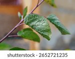Macro image of a green leaf infested by aphids. Perfect for illustrating plant disease, pest control, or environmental impact topics.