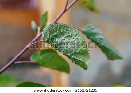 Macro image of a green leaf infested by aphids. Perfect for illustrating plant disease, pest control, or environmental impact topics.