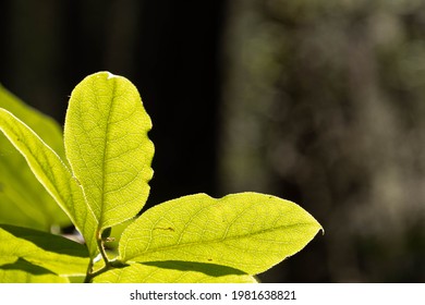 Macro image of green leaves backlit by the sun on a dark background.