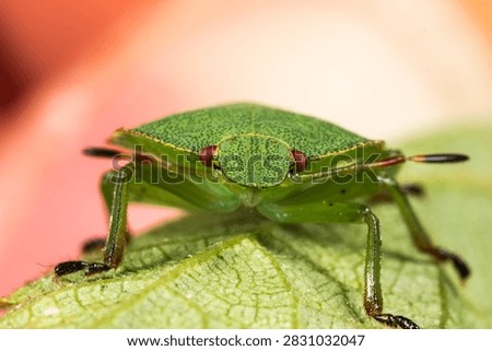 Macro image of green shield bug (Palomena prasina, green stink bug) showcases insect morphology for entomology courses, science presentations, textbooks, and research visuals