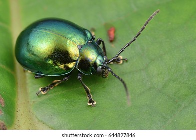 Macro Image Of A Green Shiny Leaf Beetle