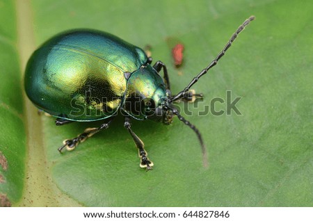 macro image of a green shiny leaf beetle