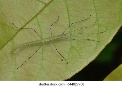 Macro Image Of A Green Stick Insect Nymph