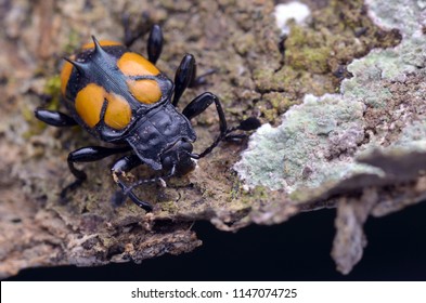 macro image of a Handsome Fungus Beetle - Spathomeles sp.