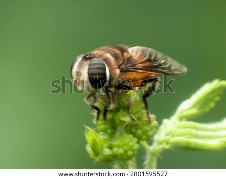 Macro image of a harmless hoverfly resting on foliage with soft bokeh and selective focus.
