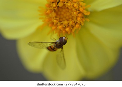 Macro image of a hoverfly resting on the petals of a yellow dahlia flower.