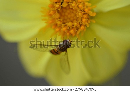 Macro image of a hoverfly resting on the petals of a yellow dahlia flower.