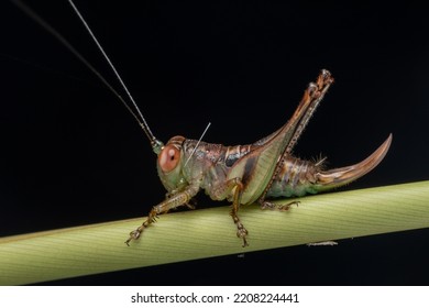 11,534 Borneo Island Wildlife Images, Stock Photos & Vectors | Shutterstock