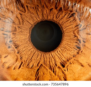 Macro Image Of Human Eye