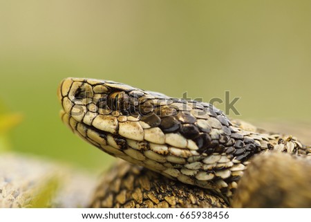 Similar – the rare meadow viper, closeup