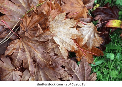 Macro image of Japanese Maple leaves lying on the ground covered in dew, Derbyshire England
 - Powered by Shutterstock