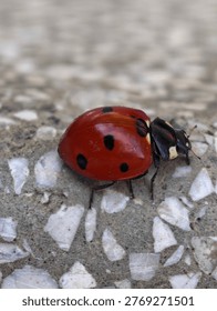 macro image of a ladybug