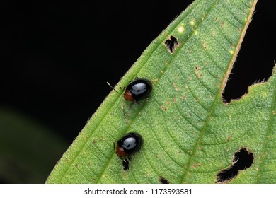 Macro image of leaf beetle on green leaf at Sabah, Borneo.