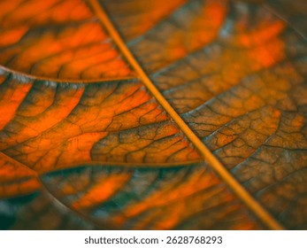 A macro image of a leaf with distinct orange and green vein patterns, creating a bright and textured autumn feel with a shallow depth of field.