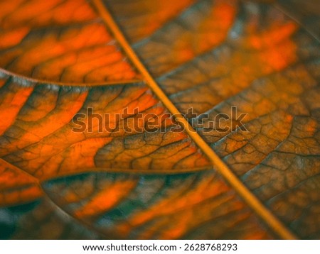 A macro image of a leaf with distinct orange and green vein patterns, creating a bright and textured autumn feel with a shallow depth of field.