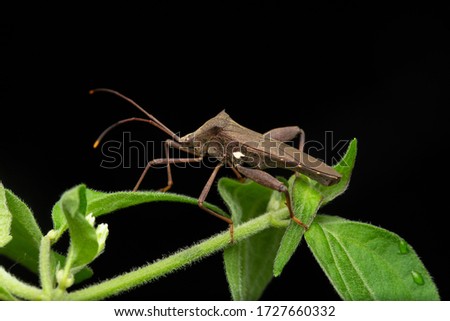 macro image of Leaf-footed Bugs on grass