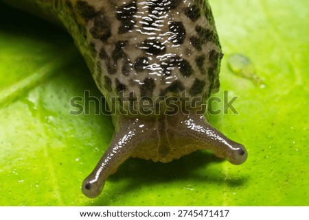 A macro image of a leopard slug out and about scouting for food                               