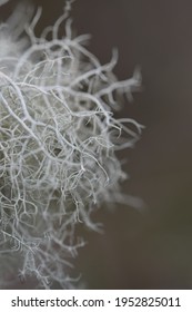 Macro Image Of Lichen Growing At Goss Moor Site Of Special Scientific Interest Cornwall