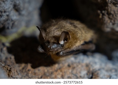 Macro image of little brown bat in cave