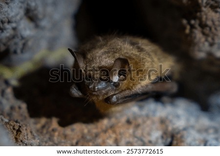 Macro image of little brown bat in cave